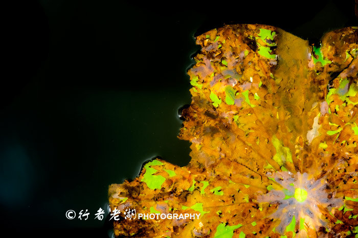 最美荷花展深圳,深圳最美荷花