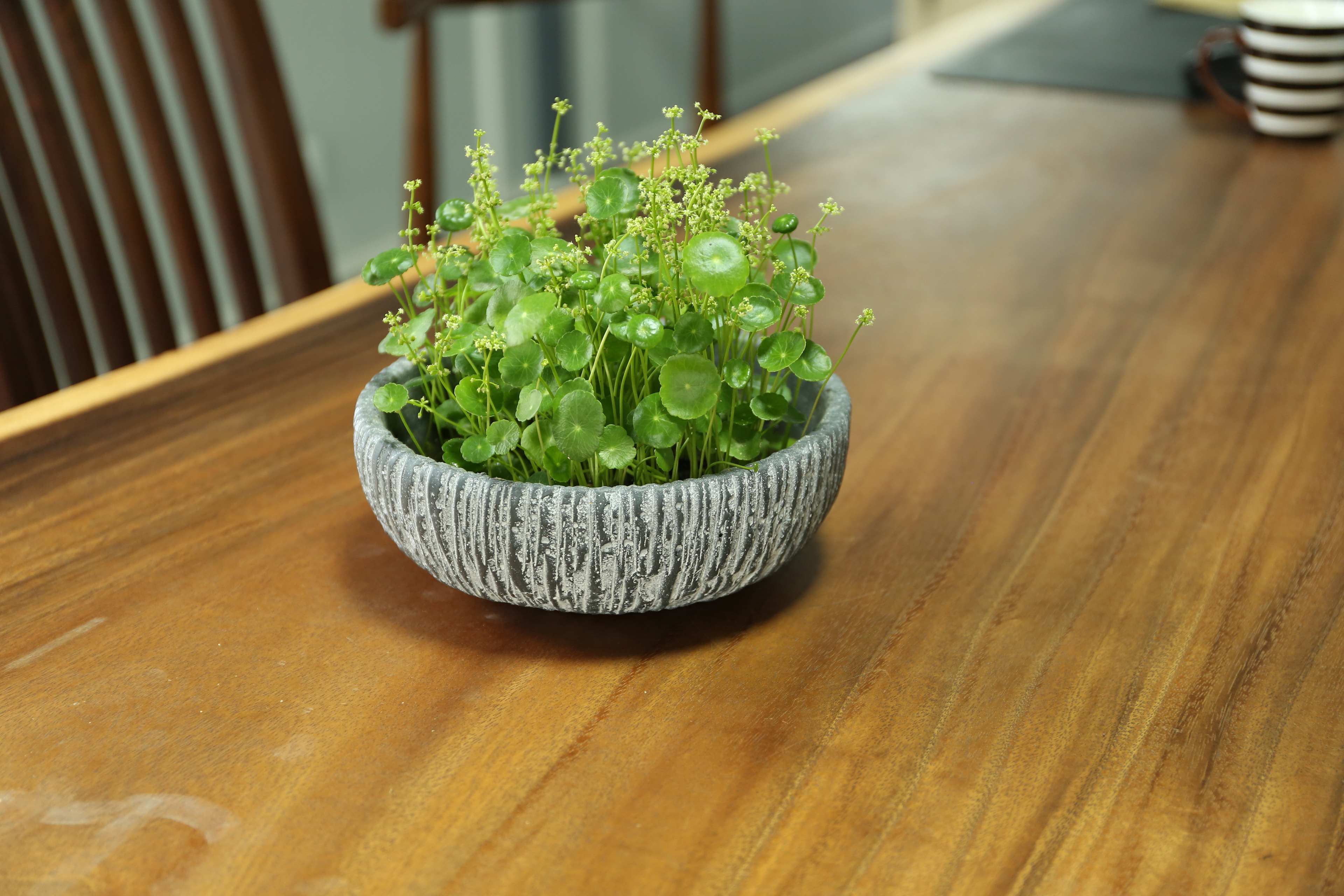 绿萝少了土也能活，来点水养成“窗帘”，放在阳台真养眼！