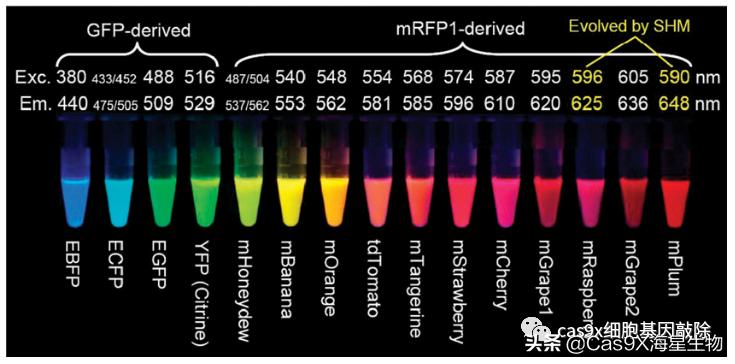 绿色荧光蛋白的发现史,科学家眼里的肽