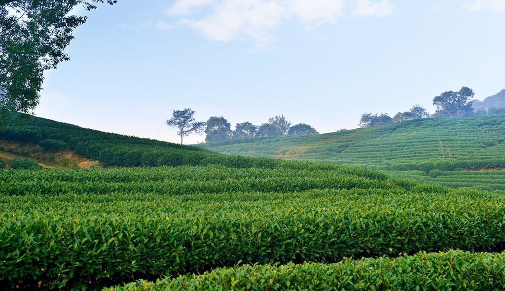 武夷山三姑千禧酒店,武夷山千禧度假