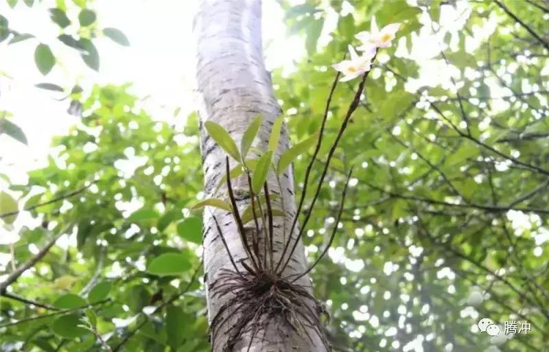 云南腾冲景区图片,云南腾冲山清水秀好风光