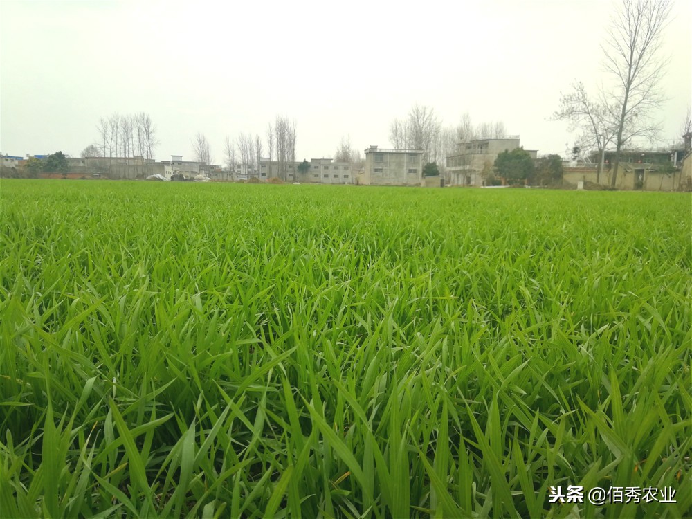 高价不高效，“保健品”式农资销售模式能走多远，农民真好忽悠？