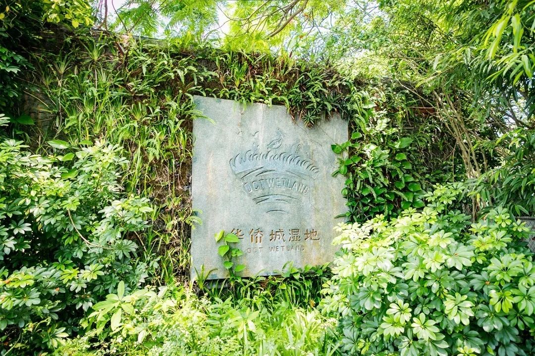 深圳周末浪漫好去处,深圳浪漫约会地点十个景点