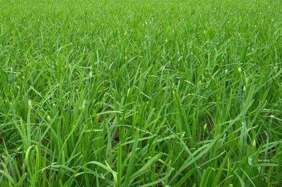 迟眼蕈蚊如何消灭,迟眼蕈蚊的发生与防治