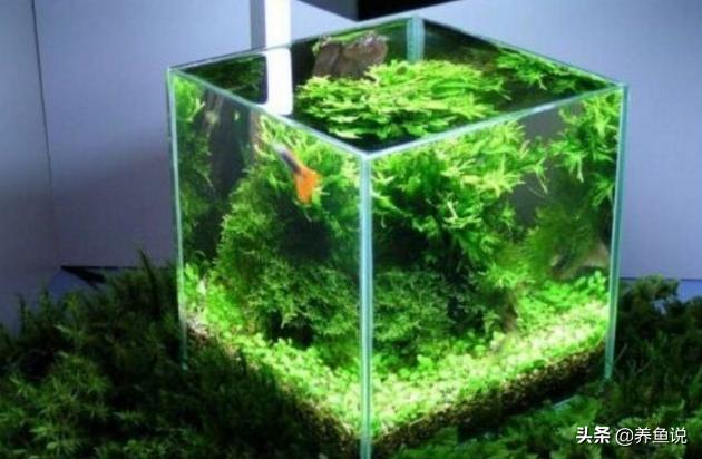 鱼缸水特别浑浊适合全换水吗,鱼缸水浑浊需要全部换水吗