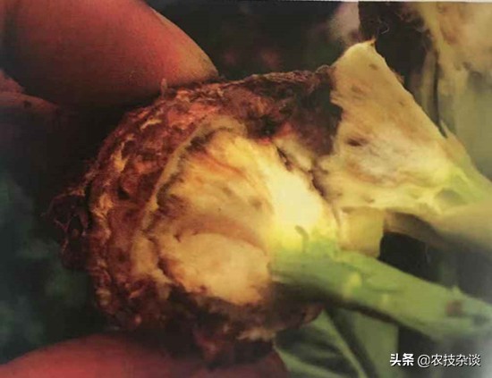 芹菜枯萎病怎么治疗,芹菜枯萎病