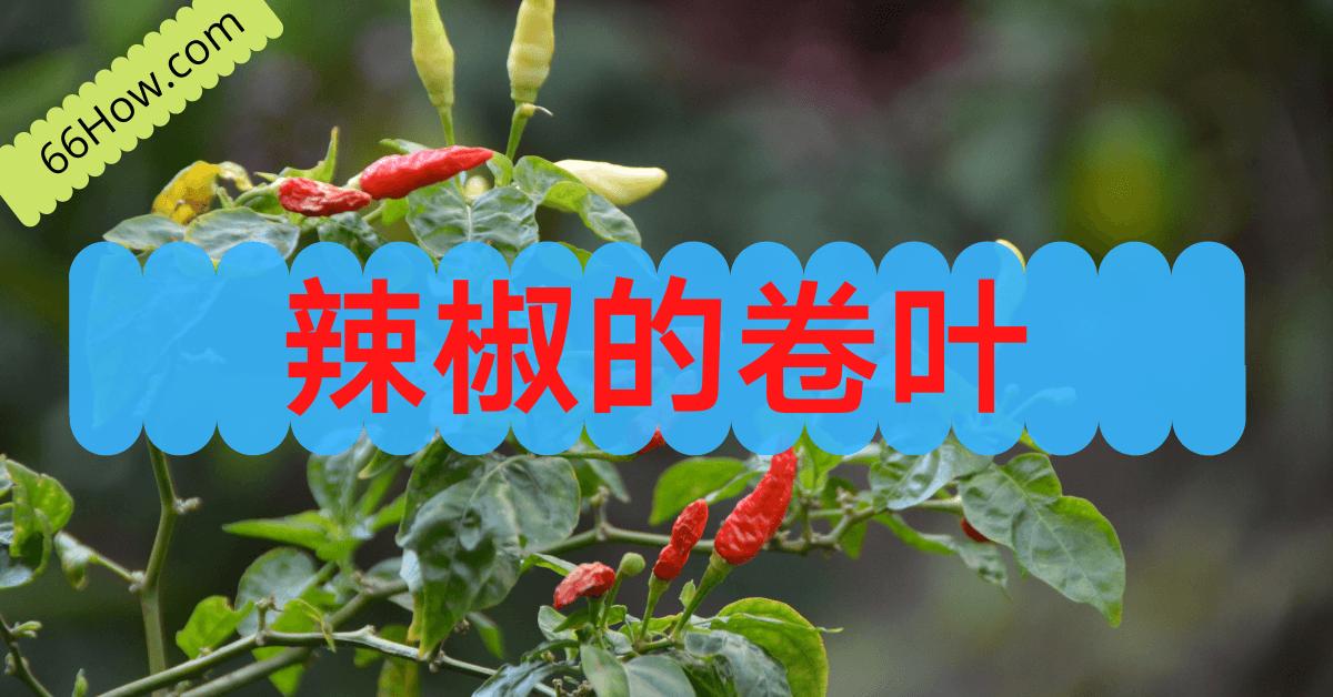 辣椒叶子向下卷叶怎样防治,辣椒已开花了卷叶怎么处理