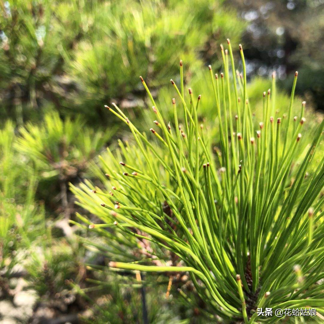 有苎萝西子之美誉的惠州西湖,是国家5*级A**旅游景区,静中带美