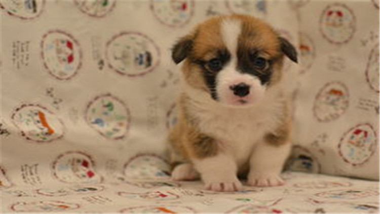 狗狗配种的4个正确方法，不错过最佳时间