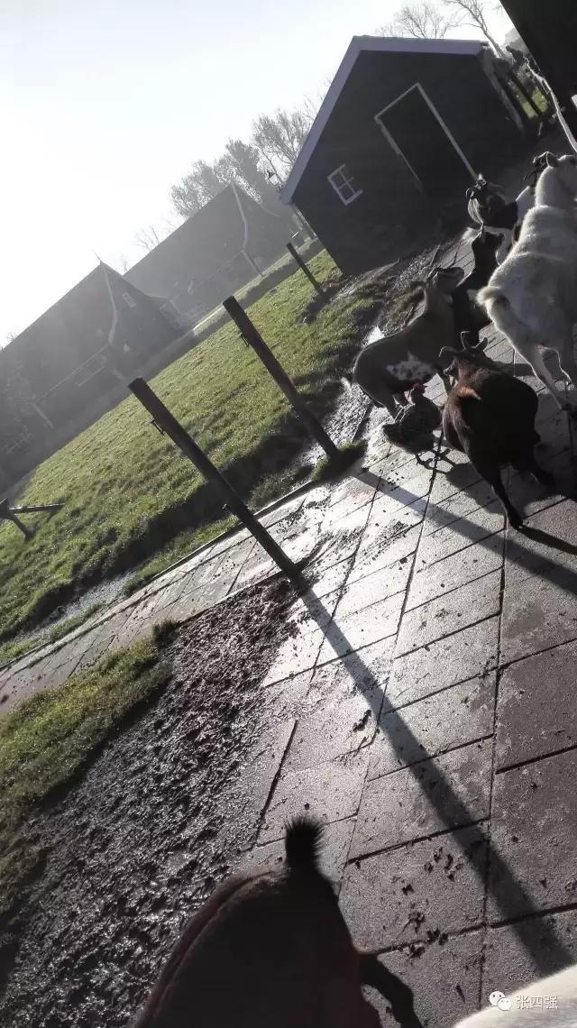 欧洲之旅（十四）：优美的荷兰风车村和漂亮的木鞋