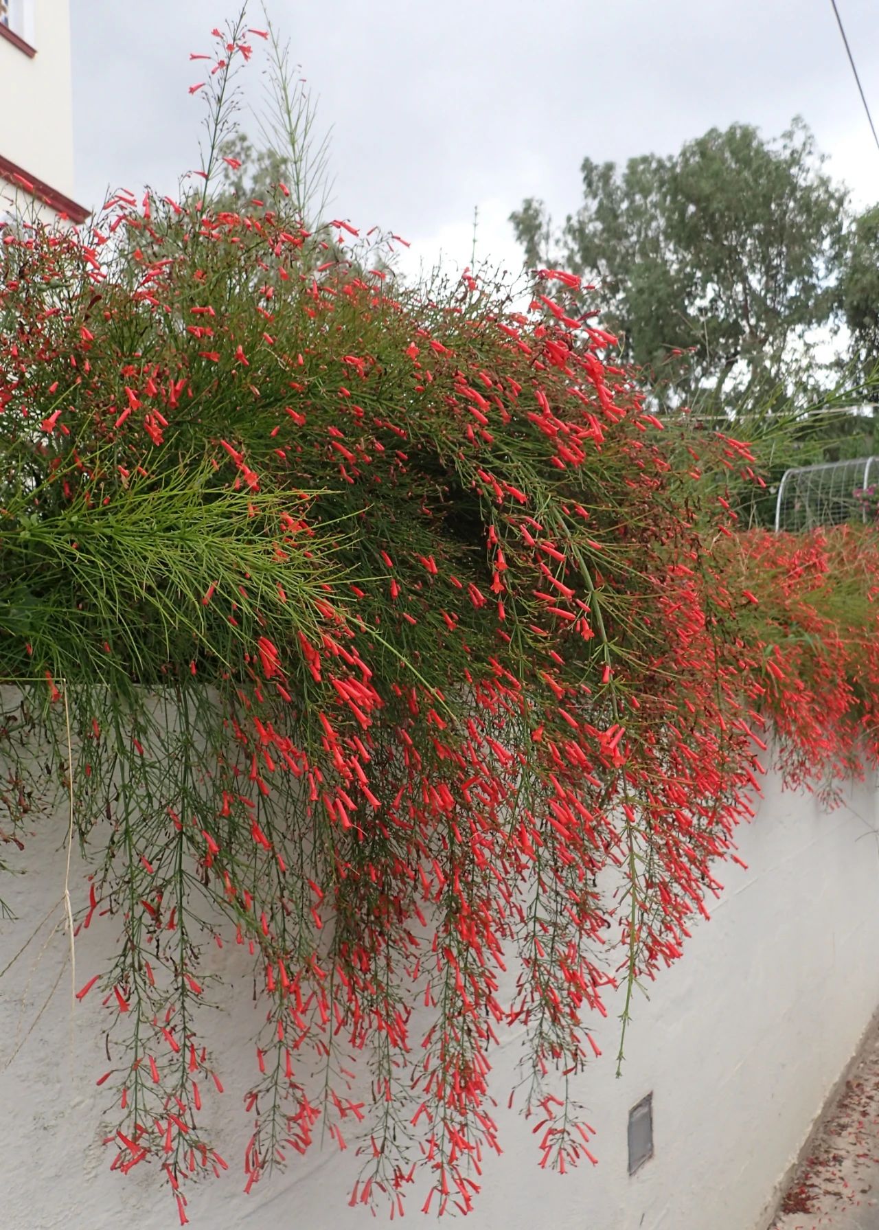 适合室内不怕晒的植物,适合潮湿环境养的植物