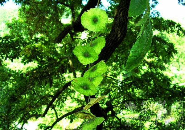 青钱柳生长哪些地区,青钱柳适合在什么地方种植