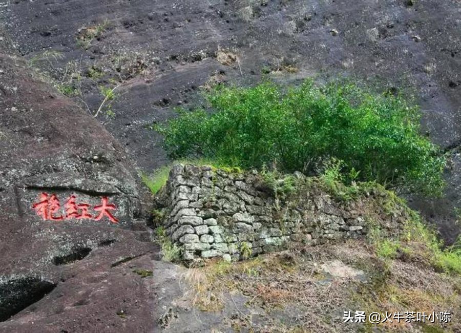 大红袍茶叶怎么泡才是正确的,大红袍茶叶介绍及冲泡方法图片