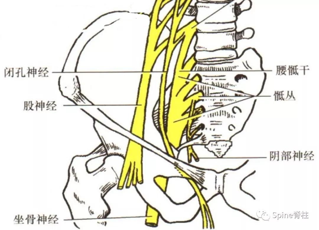 下肢疼痛是腰椎间盘突出引起的吗,下肢放射痛查不出原因