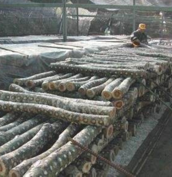 黑木耳露天种植是怎么回事,黑木耳不长是什么原因