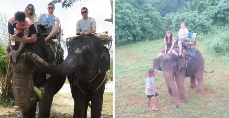 小飞象真实事件,小飞象的真实故事