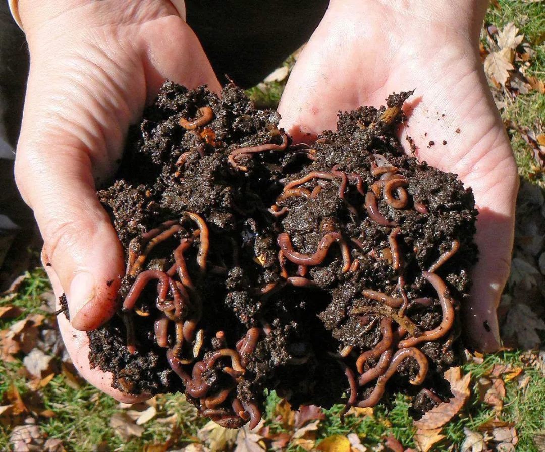 为啥电蚯蚓屡禁不止,电蚯蚓为什么危害环境