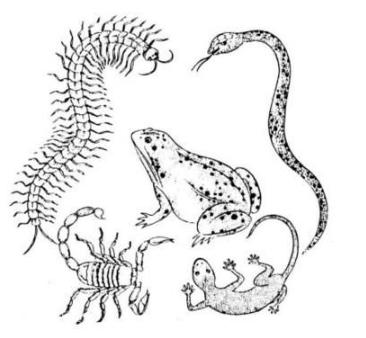 被蜈蚣咬了之后疼痛要持续多久,被蜈蚣咬了真疼