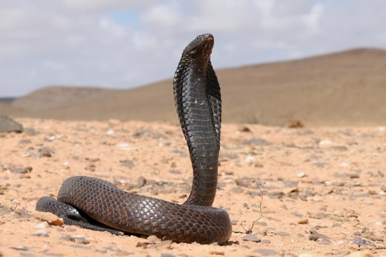 毒蛇不被自己的毒液毒死吗,毒蛇的毒液会不会把自己给毒死