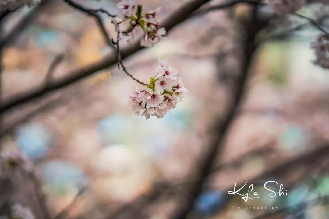 樱花季去京都怎么避免人太多,樱花季去日本旅行