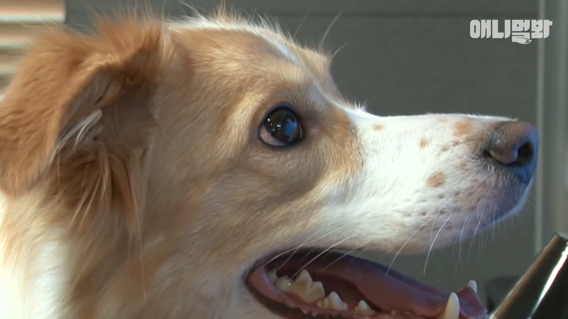 狗在足球赛上进球,足球赛场上踢球的狗狗