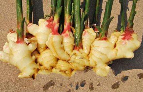 生姜开花结果的全过程,盆栽生姜的种植方法管理图片