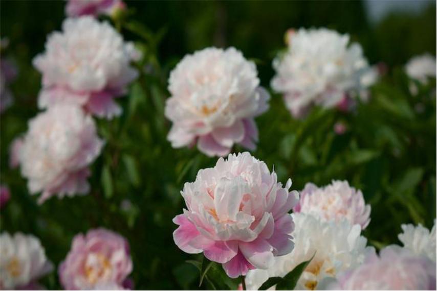 芍药花适合室内养殖吗北方,如此艳丽的芍药花你会养吗