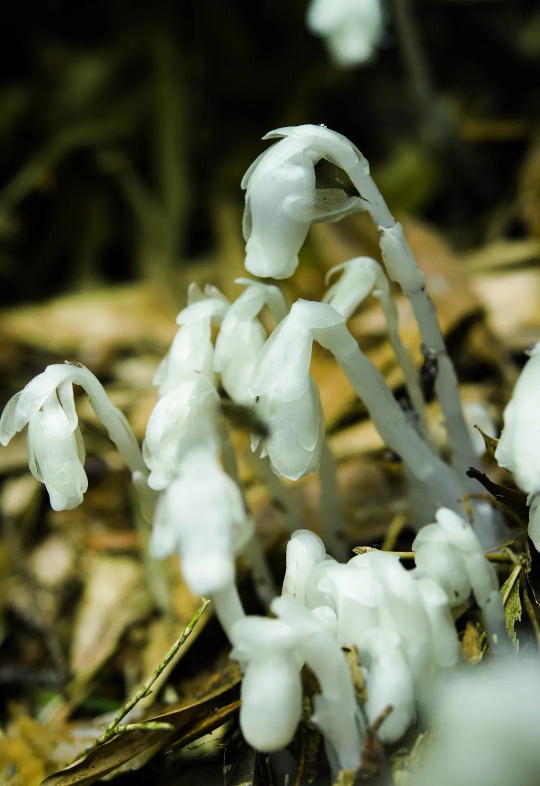寄生植物科普知识 (有价值寄生植物有哪些)