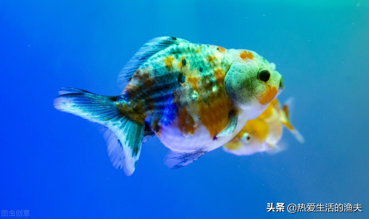 为啥买回来的金鱼不生小鱼,为什么刚买回来的金鱼不动