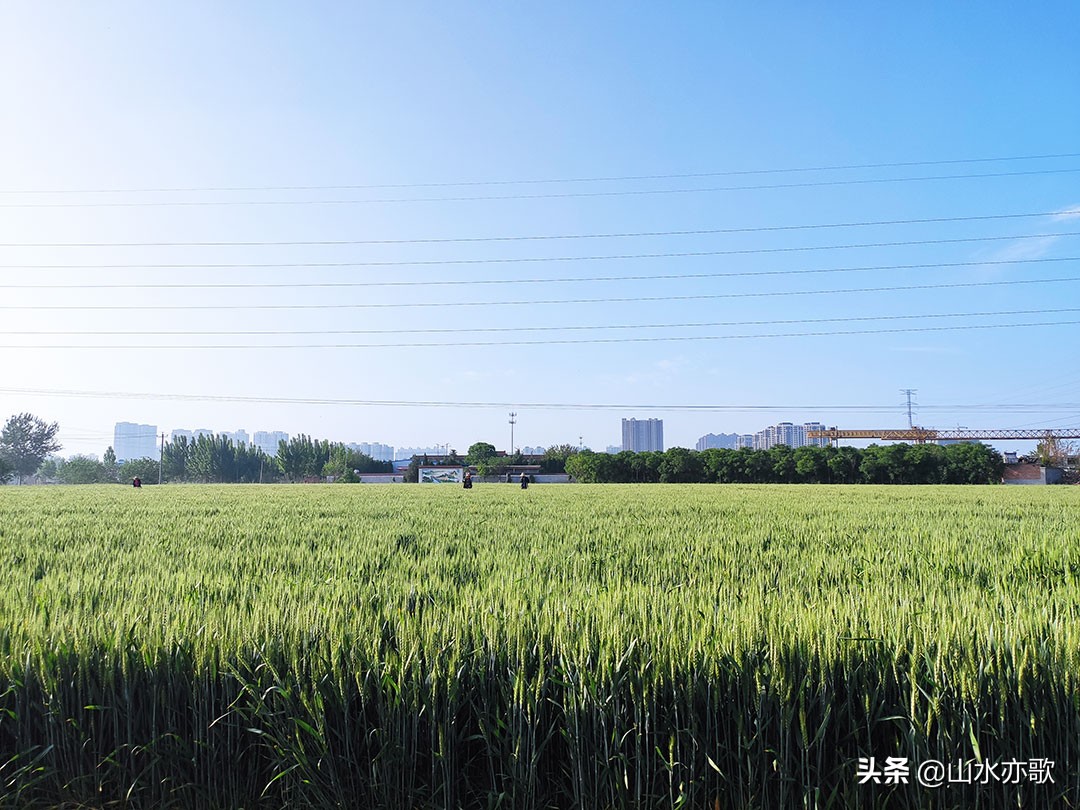 石家庄高新区这座公园，绿草茵茵电船驰行，还有两座别致的网红桥