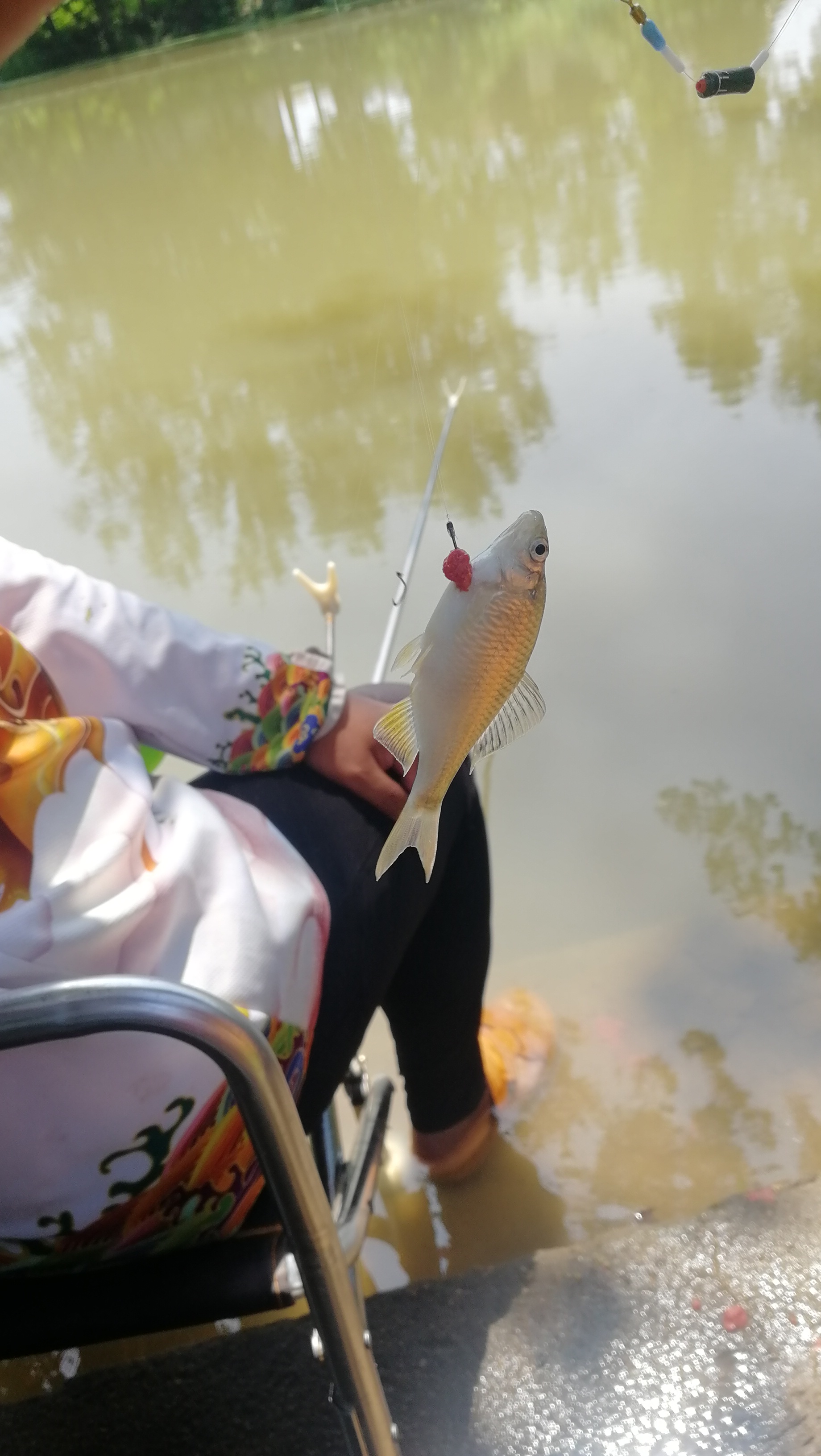 防止小鱼闹窝最有效的4大套路,小鱼闹窝厉害怎么解决