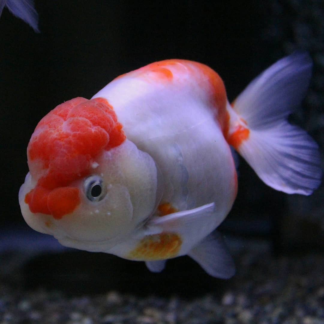 金鱼苗怎么养才能长得大,金鱼怎么养视频全部