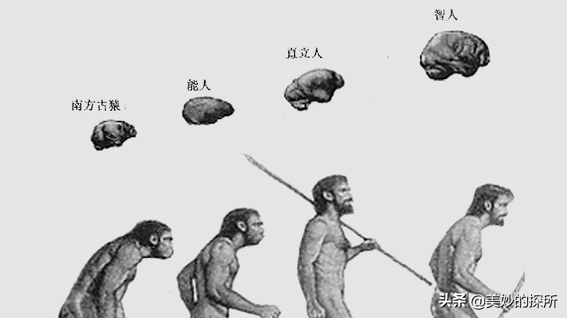 黄种人、黑人、白人为什么可以自由交配,没有产生生殖隔离?