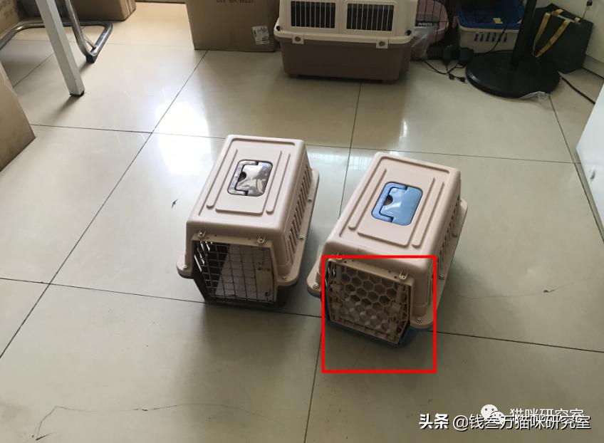 宠物托运全过程狗狗,宠物托运全过程国外