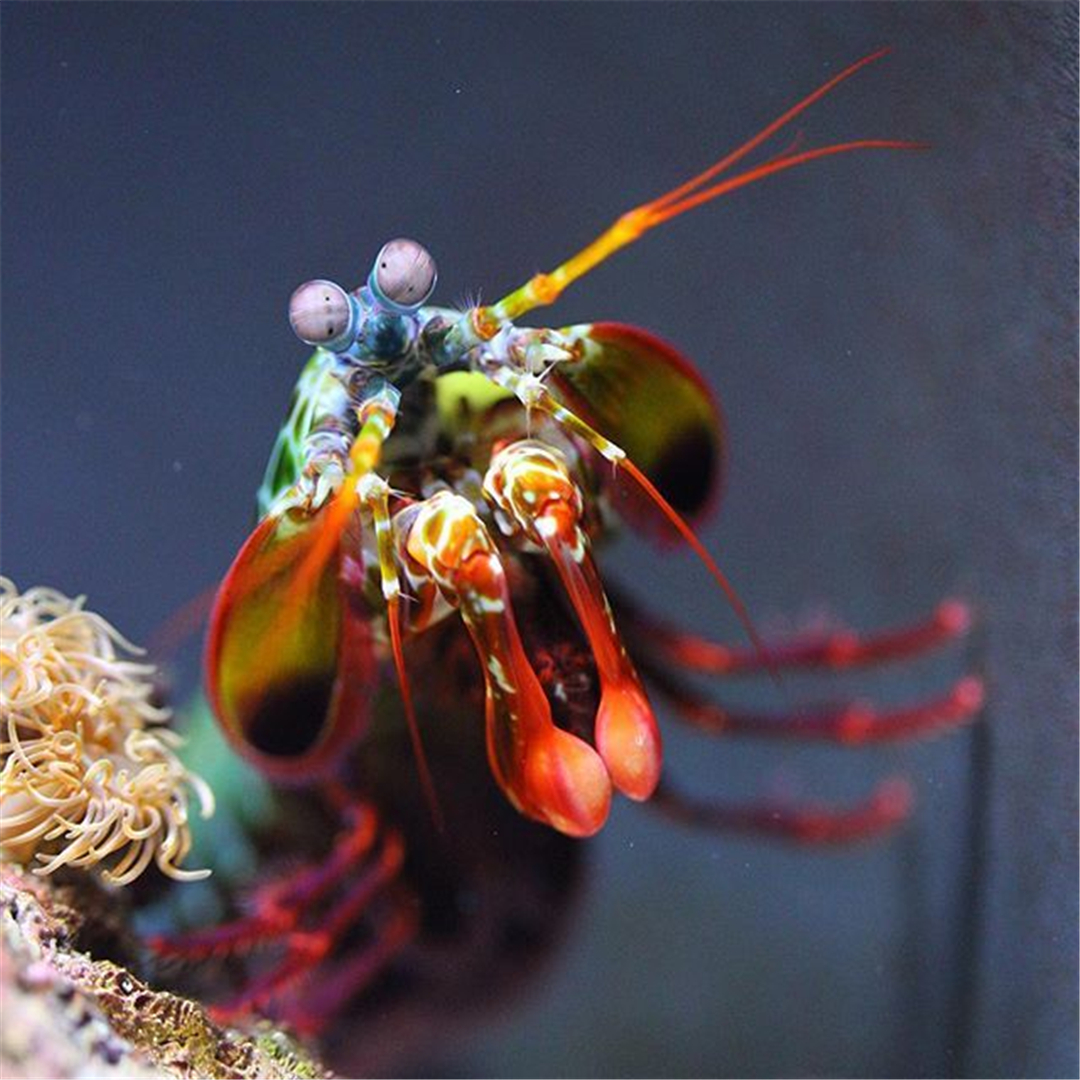 拳风打出音爆,螳螂虾的拳头真的可以击碎鱼缸吗