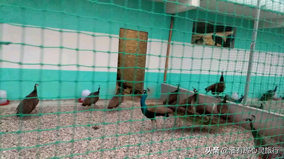 徒步第126天海南环岛行,徒步135天到大悟视频