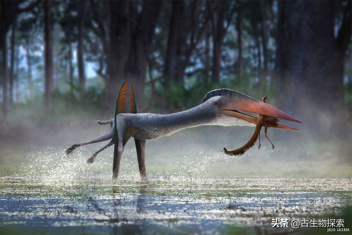 以恐龙为食的翼龙像飞机一样大！