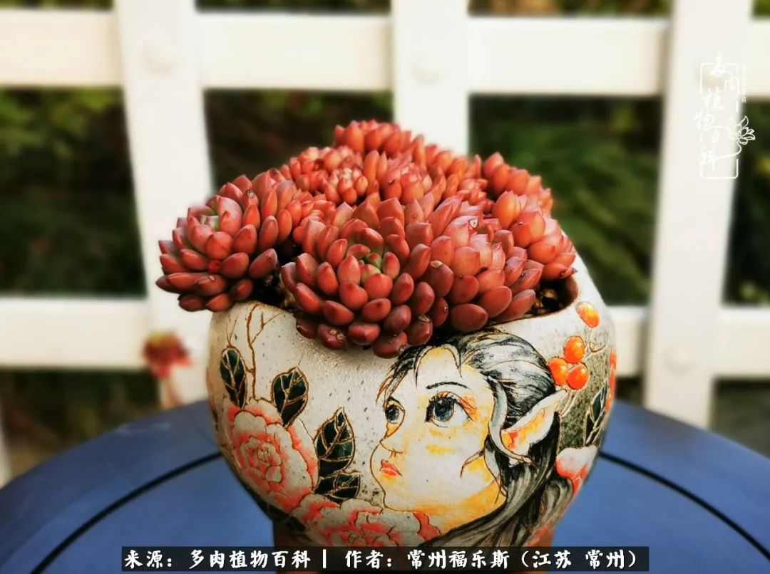 多肉是一处景物吗,多肉也有一道靓丽的风景