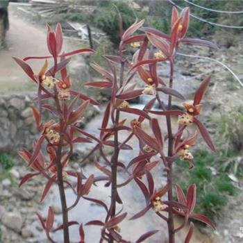 金嘴墨兰的根都空心了怎么办,金边墨兰和金嘴的区别图片