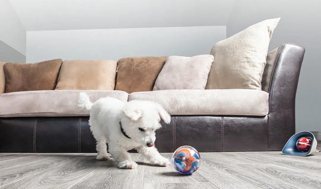 未来5年宠物智能产品,宠物产品logo设计