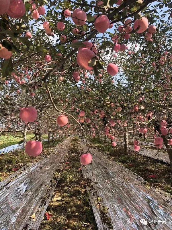咸阳彬州苹果“线上淘金”，让村民的钱袋子鼓起来