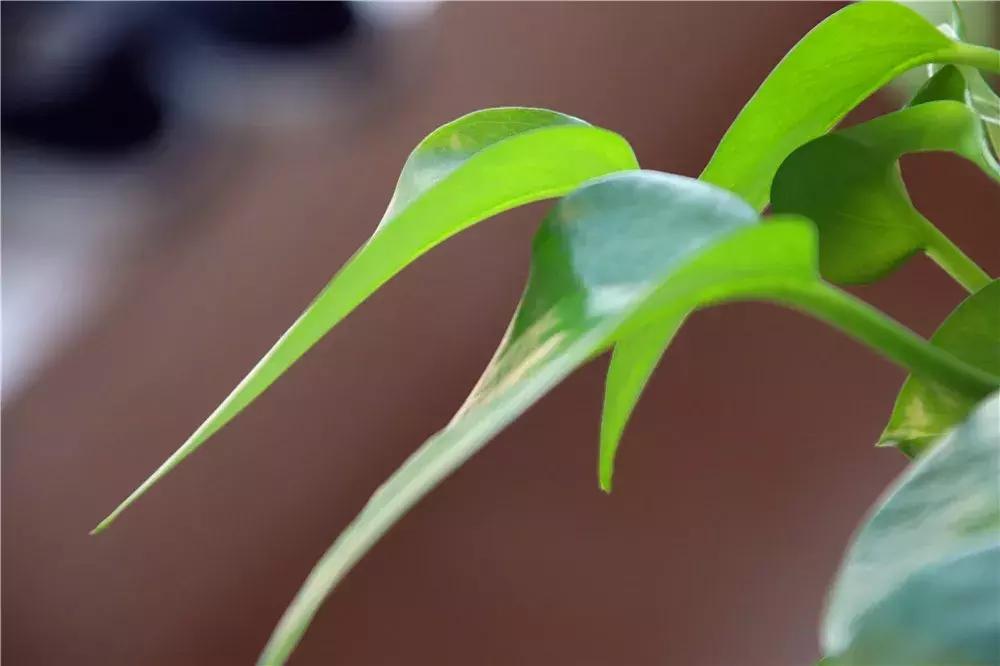 榕树冬天黄叶是什么原因,花卉黄叶原因判断