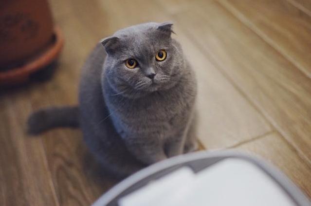 最高冷的猫是什么品种,什么猫最黏人而又好养