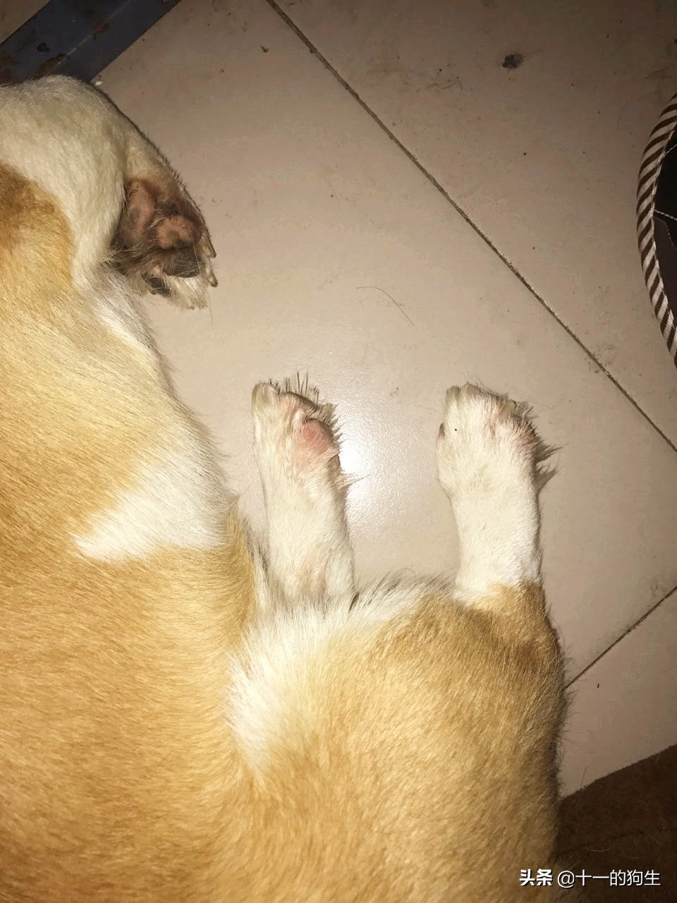 狗的爪爪可以不剪吗,狗的爪子有多厉害