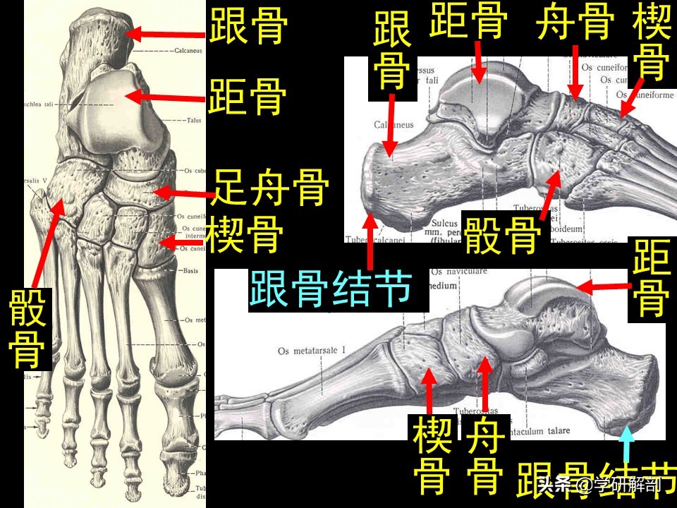 手骨和足骨各有多少块,手骨的腕骨相当于足骨的什么骨