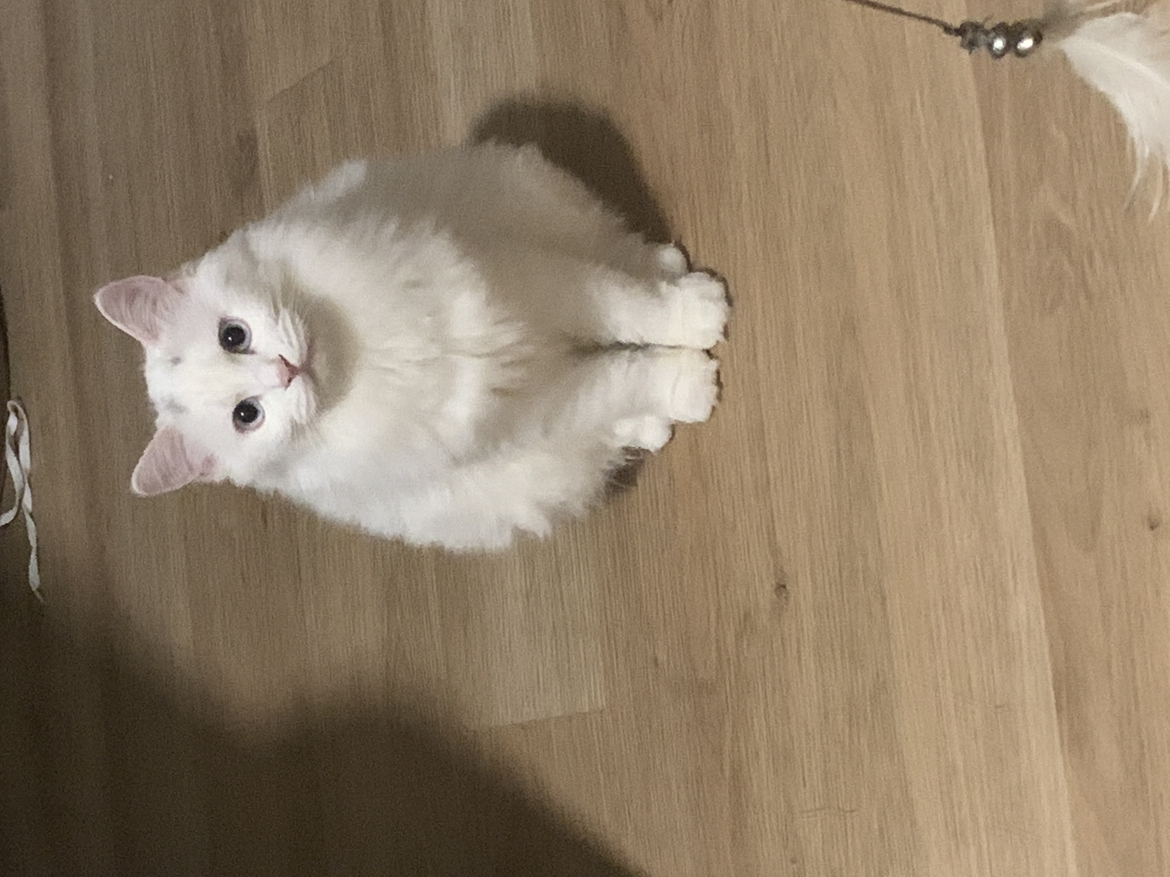 中华田园狮子猫多少钱一只,中华田园猫狮子猫蓝色眼睛