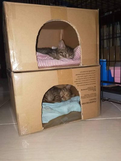 如何帮助流浪猫渡过冬天，三招轻松学