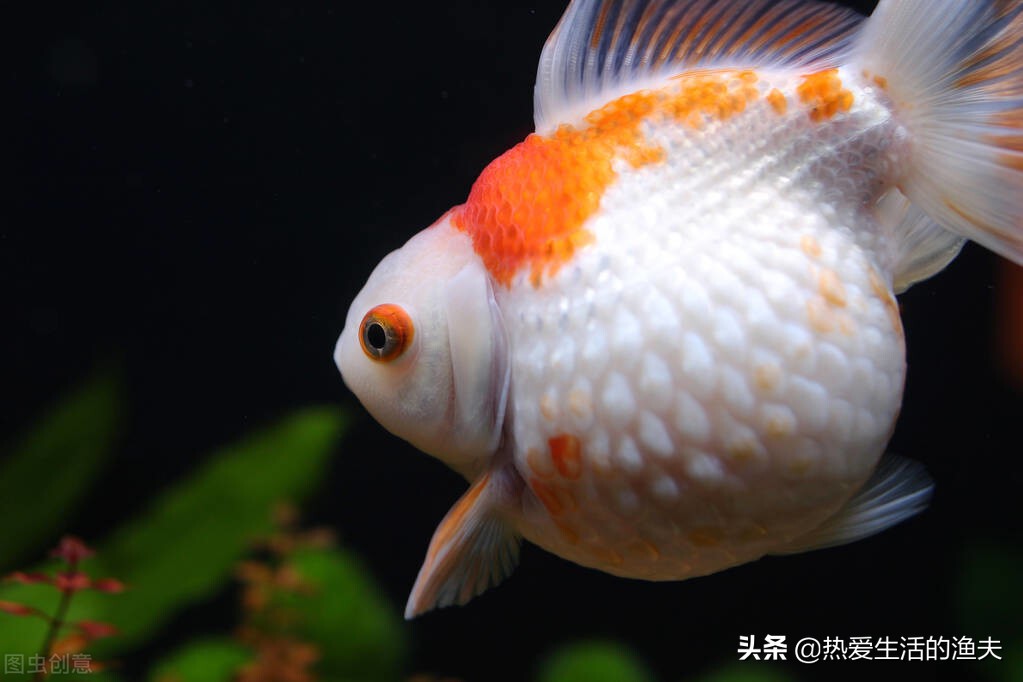 在网上卖的金鱼靠谱吗,淘宝买活金鱼靠谱吗