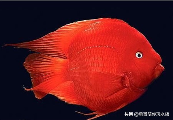 观赏鱼养殖技术大全鹦鹉鱼,新手养什么鹦鹉鱼最好养