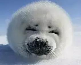 这团萌物看似天真无邪，其实满脑子黄色废料